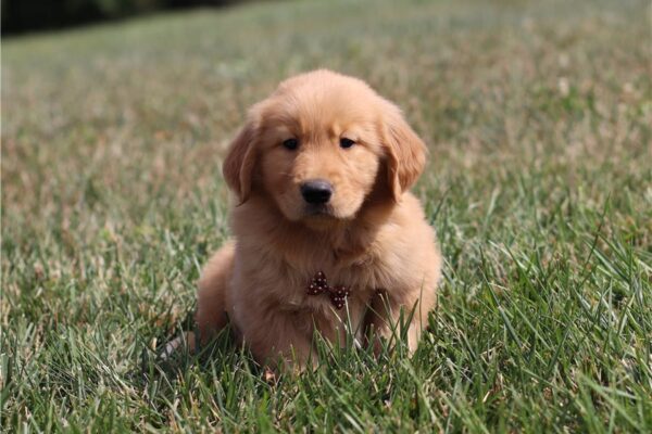 Golden retriever puppies Texas - Golden retriever puppies near me