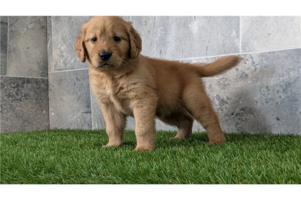 Red golden retriever for sale - Red golden retriever puppies for sale