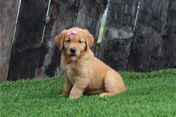 Golden retriever puppies for sale $200 - Golden retriever puppies